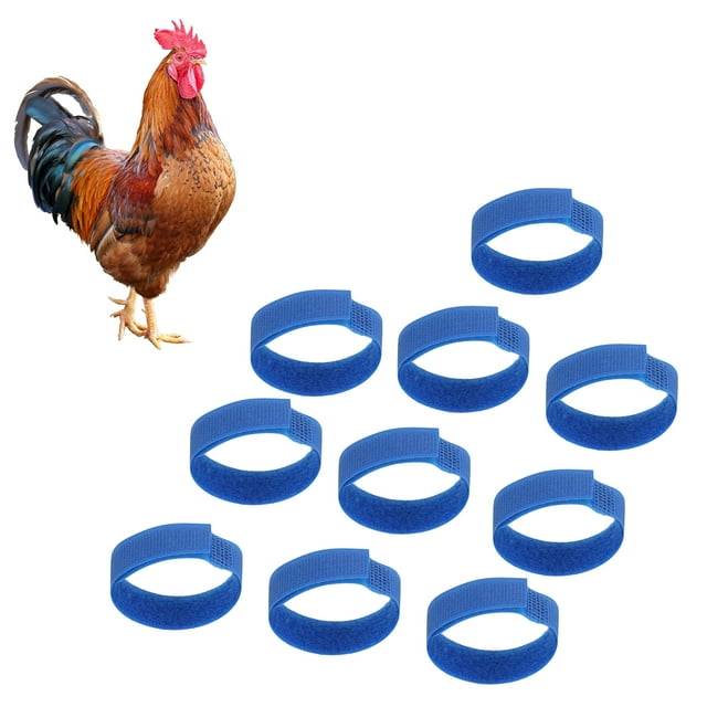 Noise Free Chicken Collars, Hook And Rooster Collars Adjustable 7.1x0.8in For Disturbing Neighbors Blue,Green,Yellow