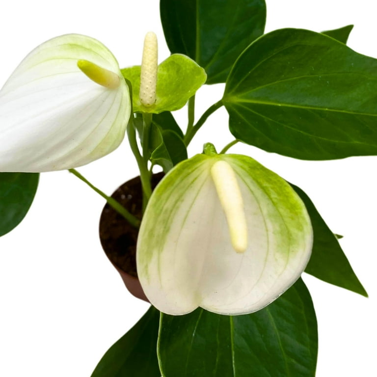 BubbleBlooms Anthurium White Champion 2 inch White Flower - Walmart.com