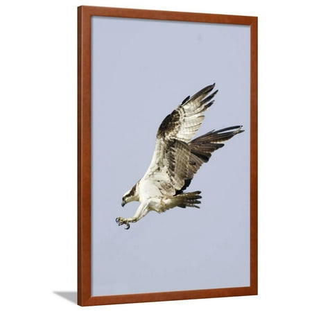 Osprey with Extended Talons Framed Print Wall Art By Hal