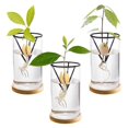 thumbnail image 2 of 3 Pack Avocado Tree Growing Kits, Glass Avocado Seed Vase, 2 of 5