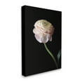 thumbnail image 3 of Stupell Industries Ranunculus on Black Botanical & Floral Photography Gallery Wrapped Canvas Print Wall Art, 24 x 30, 3 of 7