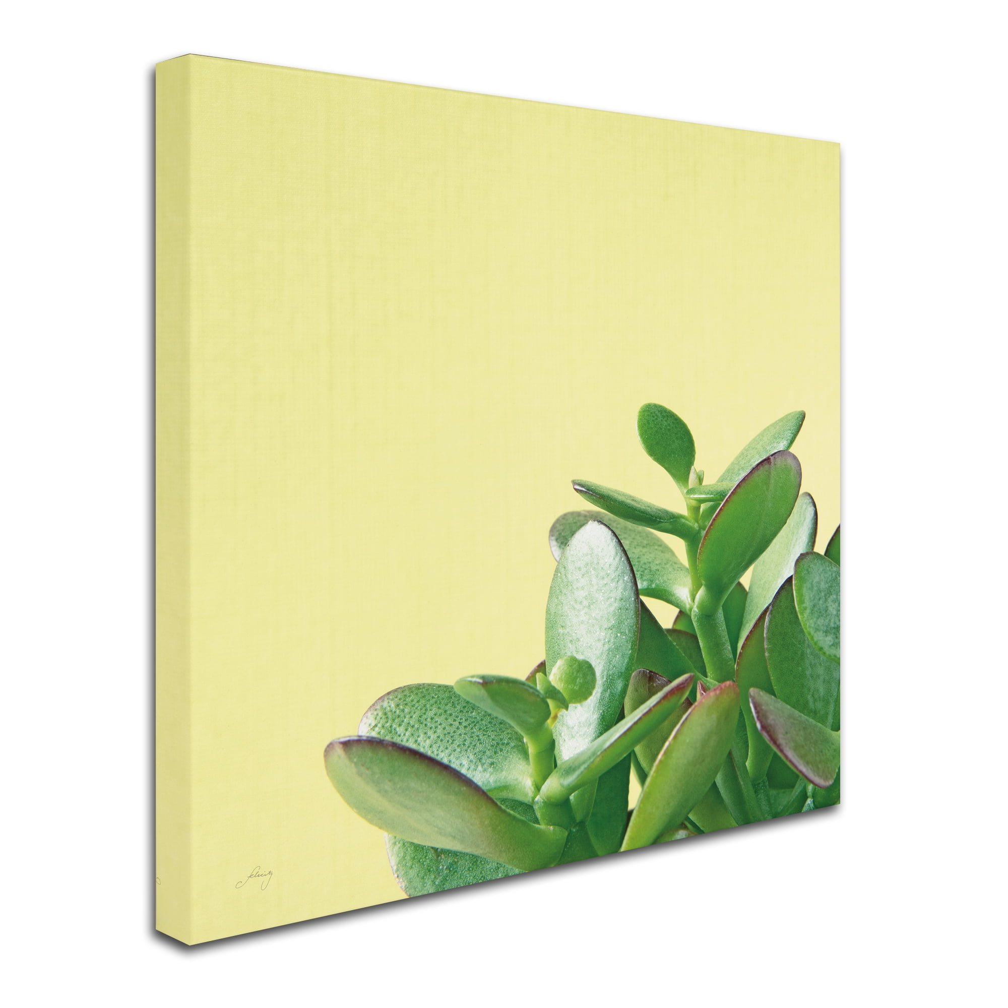 Trademark Fine Art 'Succulent Simplicity IV' Canvas Art by Felicity Bradley