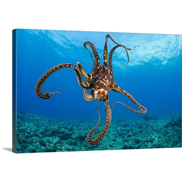 Great Big Canvas Hawaii Day Octopus Wall Art 30x20 Com - Octopus Wall Decor Canvas Great Big Canvas Hawaii Day Octopus Wall Art 30x20 Com - Octopus Wall Decor Canvas