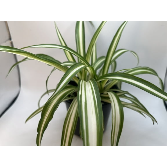 Succulents & Such - Spider (Chlorophytum Comosum "Vittatum") Plant,  Moderate Light & Water