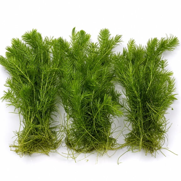 3 Pack Hornwort Bundle Live Aquarium Plants BUY 2 GET 1 FREE