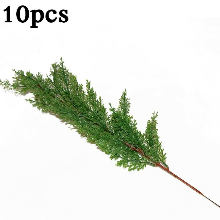 Cypress Pine 10 stems per bunch