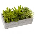thumbnail image 1 of Succulent Garden With Concrete Planter, 1 of 1