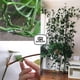 thumbnail image 5 of Paquete de 30 Clips de entrenamiento de tallos de plantas para entrenamiento de bajo estrés y entrenamiento de flexión de crecimiento de plantas, Clips de flexión de tren de plantas, 5 of 5