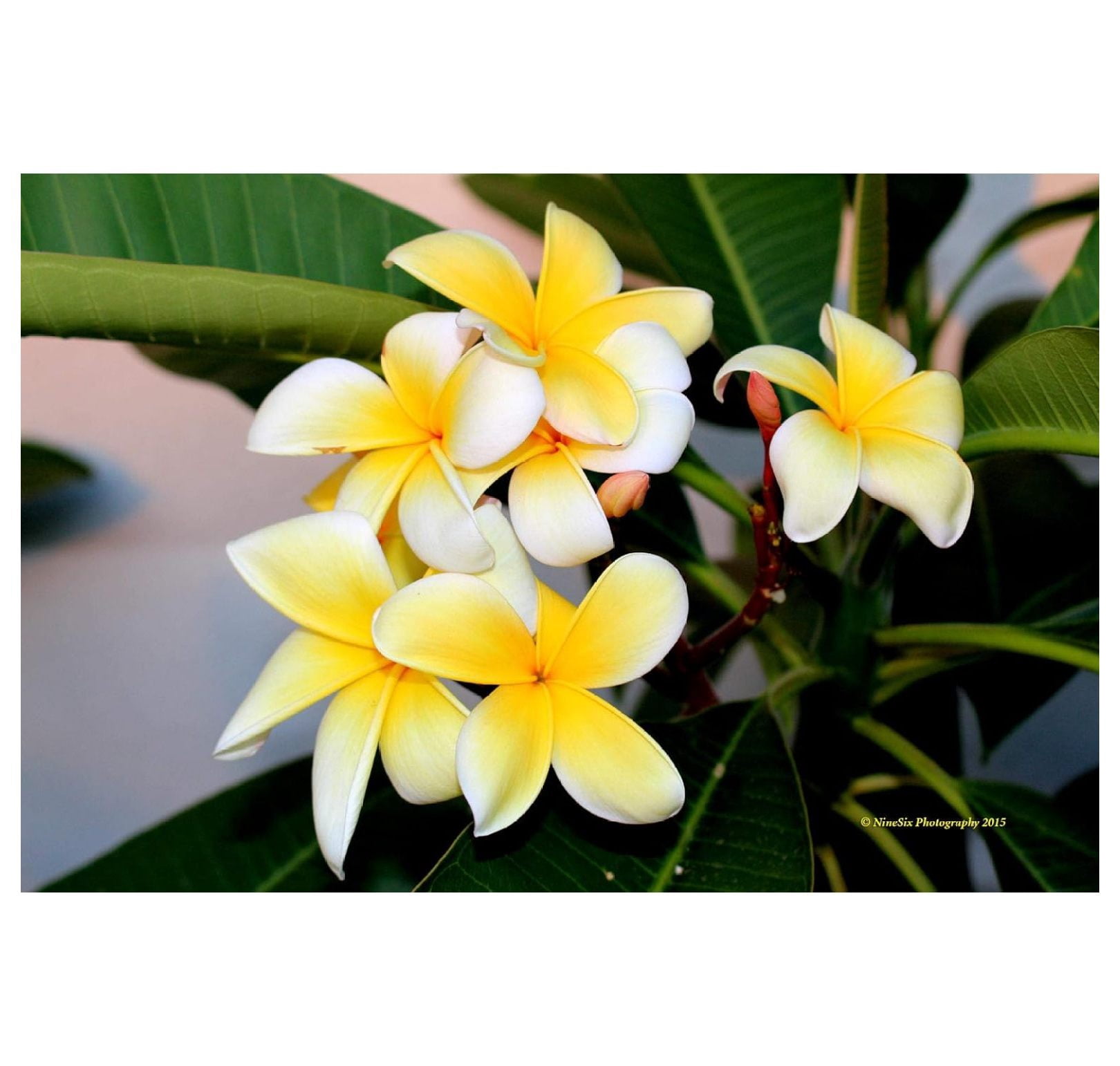 Plumeria Frangipani Live Plant Cutting Rubra Yellow 10"-12" Long, Full Sun