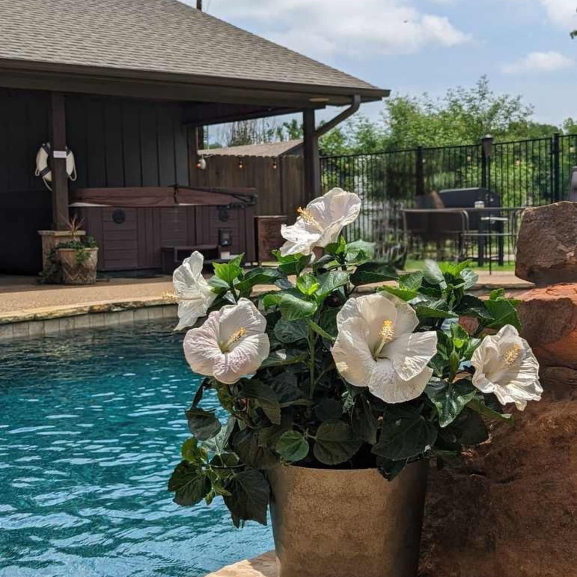 Proven Winners ColorChoice 6" White Hollywood Hibiscus Earth Angel Tropical Hibiscus Live Plant in 7.5" Pot