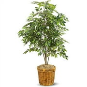 Ficus Tree In Rattan Planter