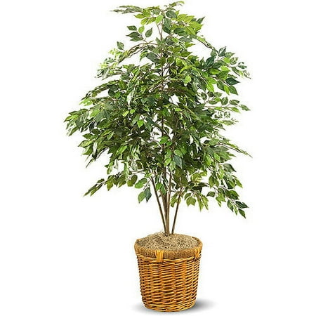 Ficus Tree In Rattan Planter