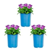 Expert Gardener 2.5QT Blue Vinca Annual Live Plants (3 Pack) with Grower Pots
