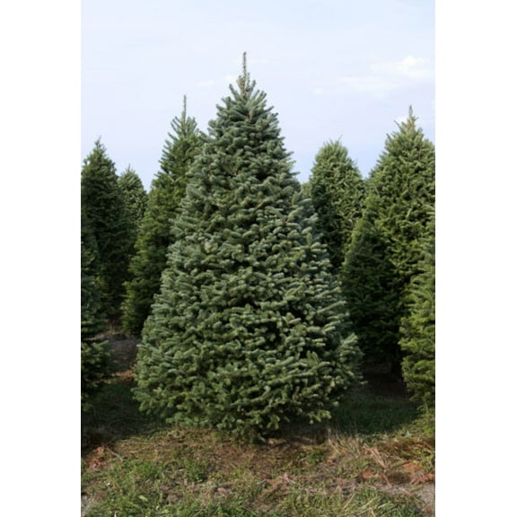 Real Christmas Trees Delivered 7 Foot Premium Balsam-Fraser Fir Hybrid