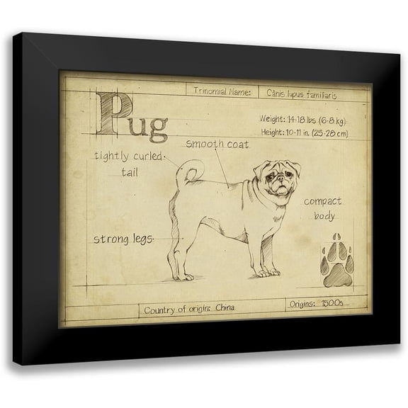 Harper, Ethan 14x12 Black Modern Framed Museum Art Print Titled - Antique Pug (ASH)