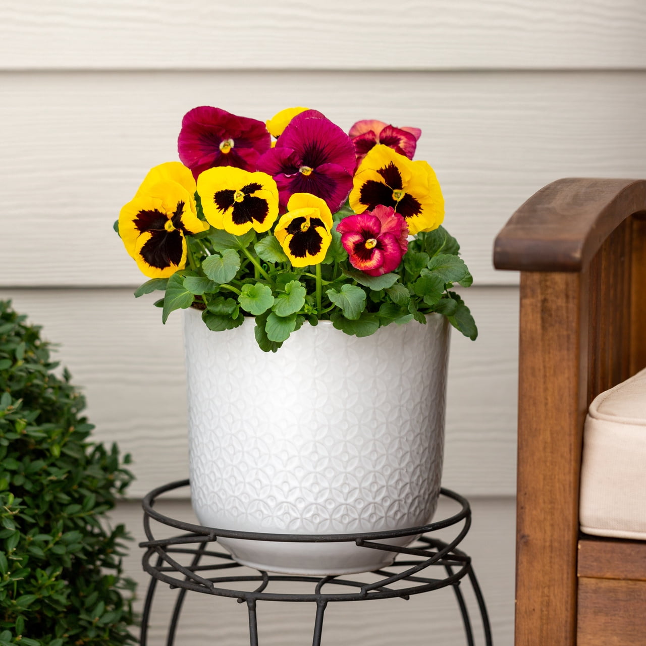 Expert Gardener 2.5QT Red Yellow Pansy Live Annual Plant Sun 3-Pack