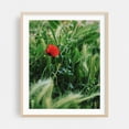 thumbnail image 2 of Solitary Bloom - Athens Greece Photography Nature Floral Botanical Garden Flowers Scenic Rural Unframed Wall Art Print 24 x 30 inches, 2 of 13