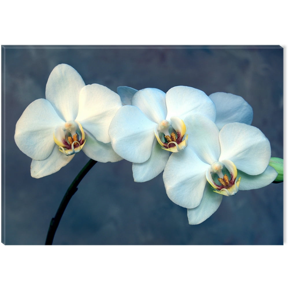 Startonight Canvas Wall Art Orchid Flower Landscape USA
