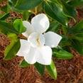 thumbnail image 2 of Brighter Blooms - Little Gem Magnolia Tree, 4-5 ft. - No Shipping To AK, AZ, HI, OR, 2 of 4