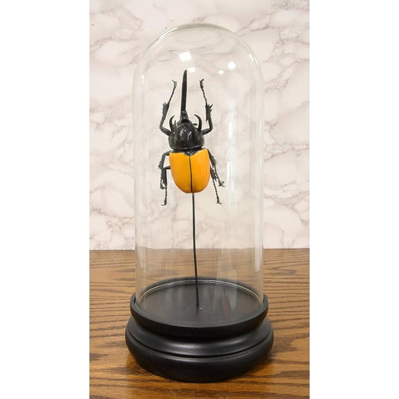 Entomology 3 Horned Rhino Beetle Faux Taxidermy Sculpture in Glass Dome Cloche
