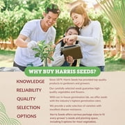 Cabbage Seeds - Red Jewel Variety Cabbage Seeds - Non-GMO - 50 Seeds