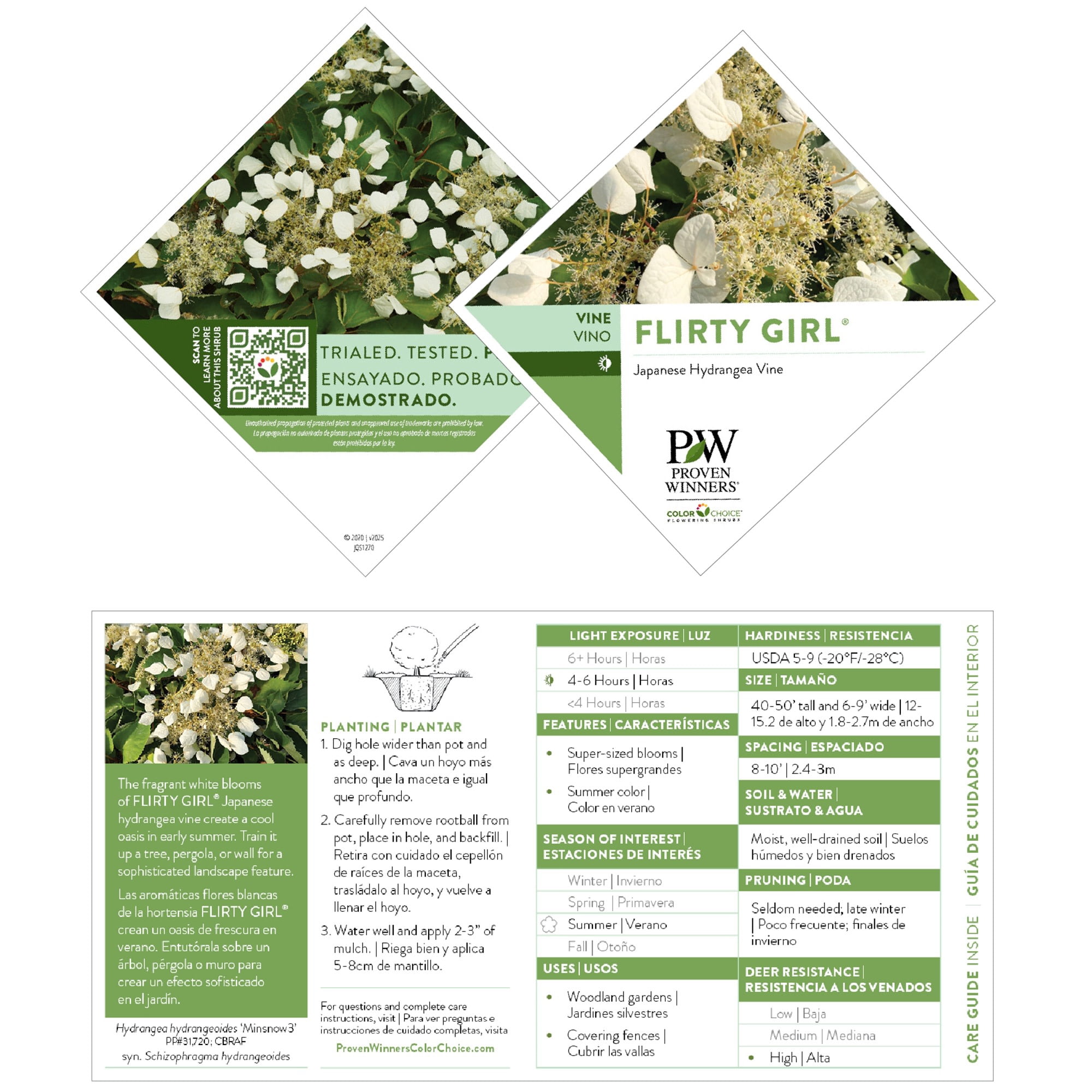 Proven Winners 5" White Flirty Girl False Hydrangea-Vine Live Plant in 4.5" Pot (4 Count)