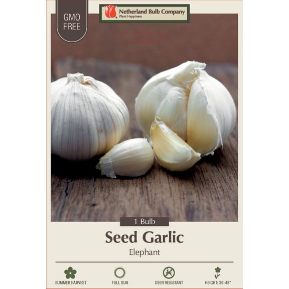 Elephant Garlic Bulb - Be Healthy & Heart Smart! - One Top Size Bulb