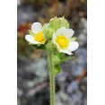 thumbnail image 4 of 50 PRAIRIE CINQUEFOIL Tall Potentilla Drymocallis Arguta White Pale Yellow Native Flower Seeds, 4 of 5