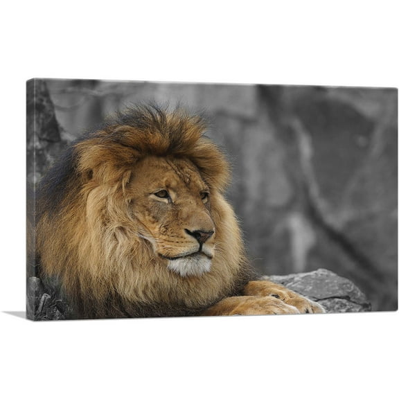 ARTCANVAS Lion Resting Under The Tree Canvas Art Print - Size: 12" x 8" (0.75" Deep)