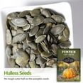 thumbnail image 3 of 5 Packs Lady Godiva Pumpkin Seeds - Non-GMO Heirloom Full Sun Annual Vegetable, 3 of 7