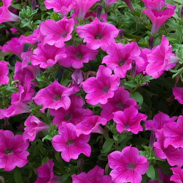Petunia - Supercascade Series Flower Garden Seed - 1000 Pelleted Seeds