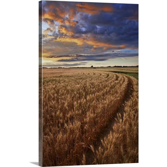 Great BIG Canvas | "Sunrise Over A Barley Field On A Farm In Central Alberta, Canada" Canvas Wall Art - 16x24