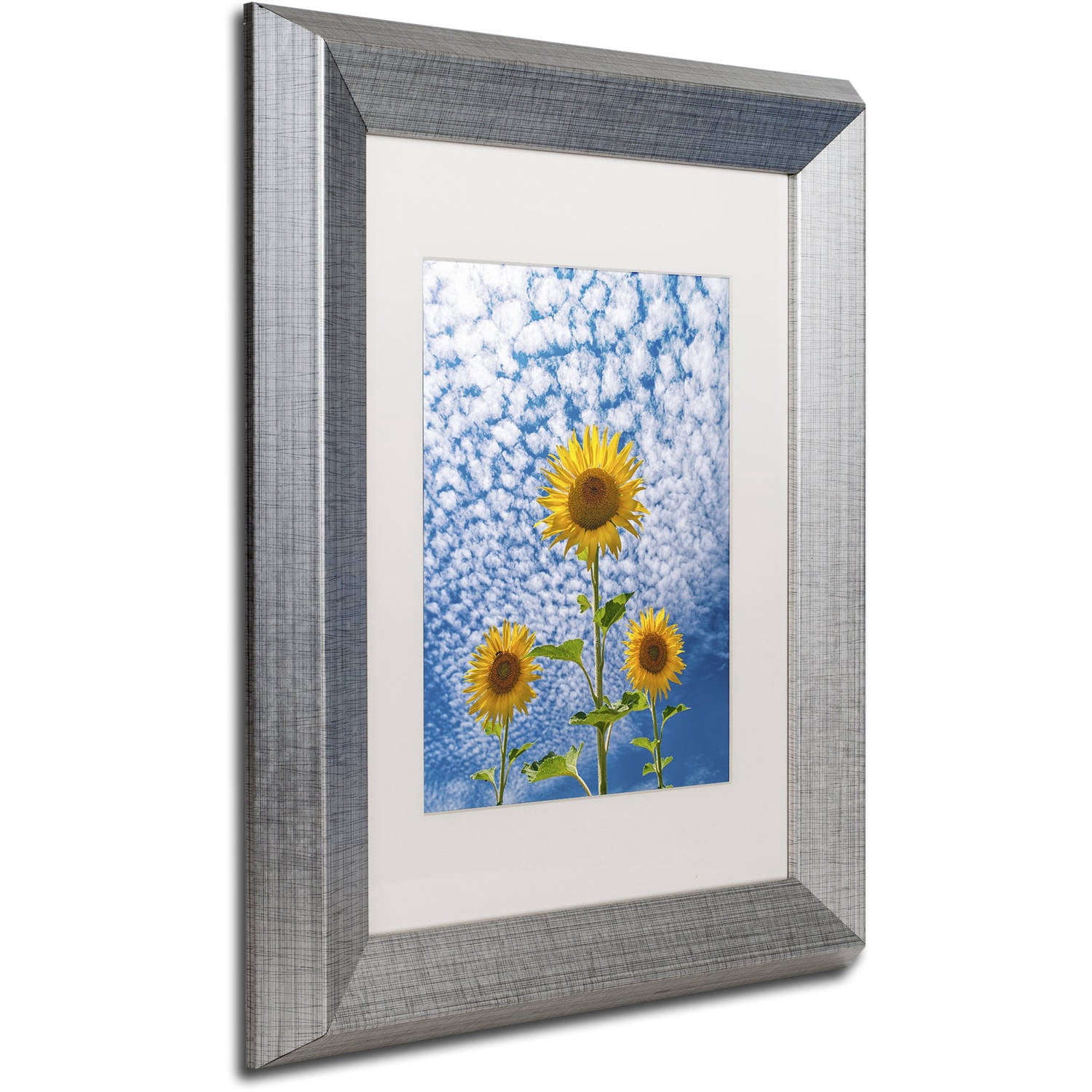Trademark Fine Art 'Sunflower Triad' Canvas Art by Michael Blanchette Photography, White Matte, Silver Frame