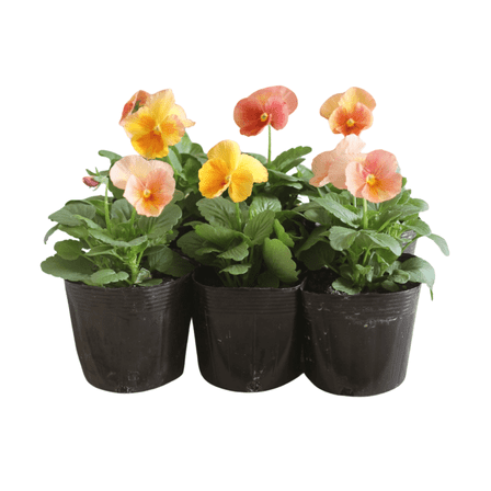 Pack of 2 Pansies Live Plant, Assorted Flower Colors, Ground Cover Plant for Outdoor Growing, 3-5 inches Tall