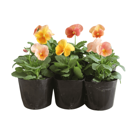Pack of 2 Pansies Live Plant, Assorted Flower Colors, Ground Cover Plant for Outdoor Growing, 3-5 inches Tall