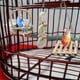 thumbnail image 5 of Juguetes para pájaros, juego de 7 juguetes masticables de madera natural para loros, campana colgante, columpio para jaula, apto para pinzones, periquitos pequeños y otros., 5 of 5