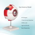 thumbnail image 4 of Eye Anatomy Model Human Eyeball Model 6x Enlarged Eyeball Model Eyeball Anatomical Model Human Eye Model Eye Anatomy Model 6X Enlarged Strong PVC 7 Parts Easy Disassembly Human, 4 of 8