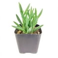 thumbnail image 3 of String of Fishhooks Trailing Succulent - 4 inch + Plastic Pot, 3 of 4
