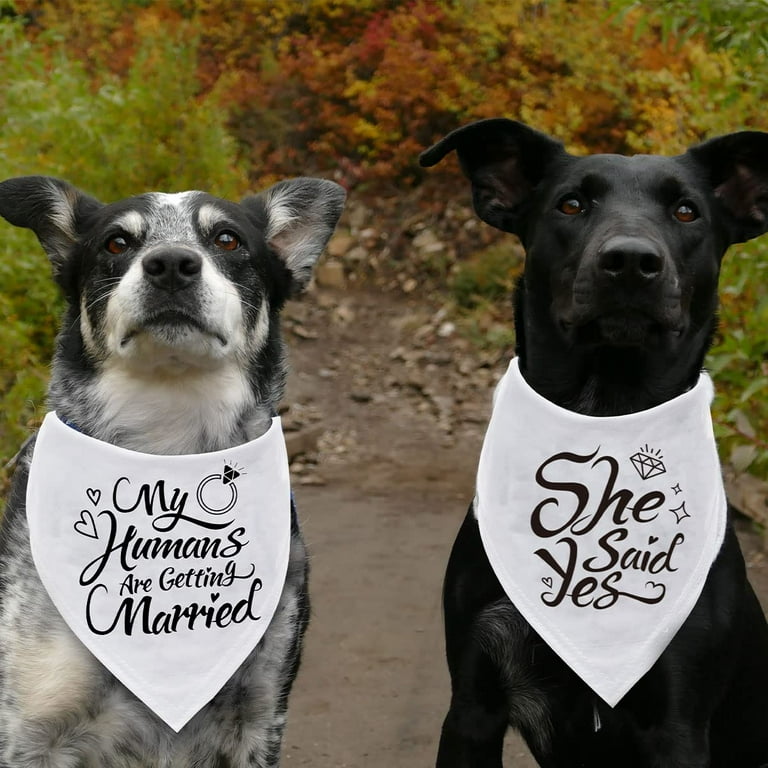 My humans are getting married dog shirt online