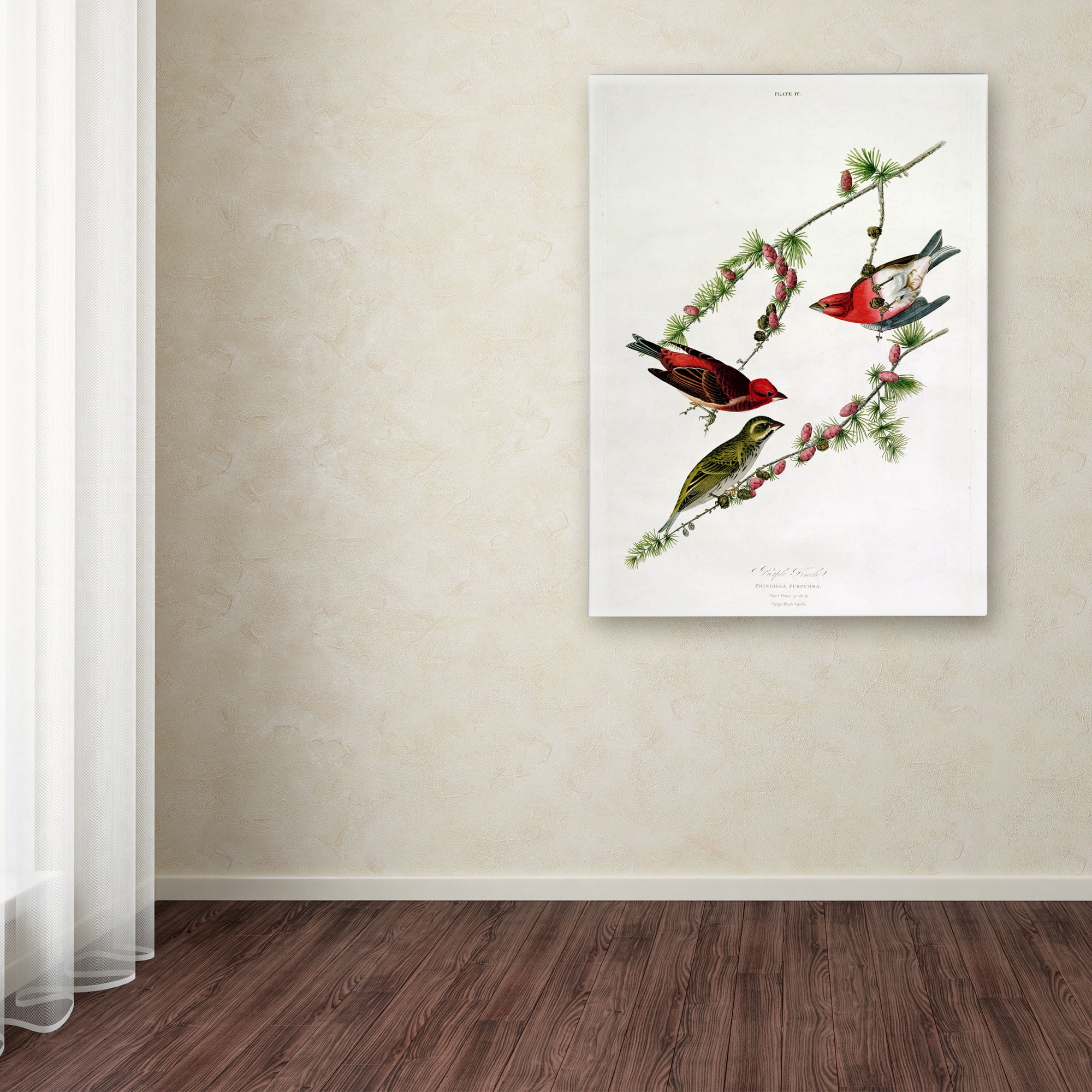 Trademark Fine Art "Purple Finch" Canvas Art by John James Audubon