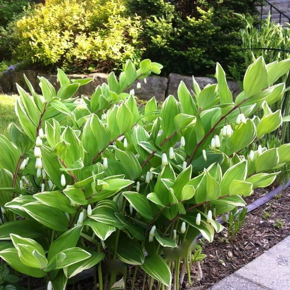 Variegated Solomon's Seal-Polygonatum falcatum 'Variegatum'-Graceful perennial with variegated leaves  1 Gallon (Pack of 2)