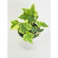 thumbnail image 6 of Algeriensis English Ivy Hedera Glacier Variegata - Live Air-Purifying Indoor Plant in Nursery Pot – Easy Care, Low Maintenance Houseplant for Home & Office Decor, Natural Air Cleaner, Best for, 6 of 13