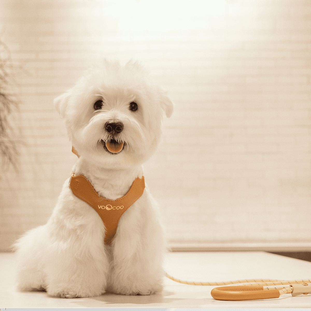 VOOCOO Dog Harness and Leash Set, No Pull No Choke Neck & Chest Adjustable Pet Harness for Small, Medium Dogs, Soft PU Leather Dog Harness with Reflective Anti-Twist Dog Leash for Puppy, Kitten, Cats