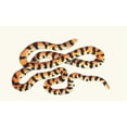 thumbnail image 2 of George Shaw 14x10 Black Ornate Wood Framed Double Matted Museum Art Print Titled: The Painted Snake (1789-1813), 2 of 5