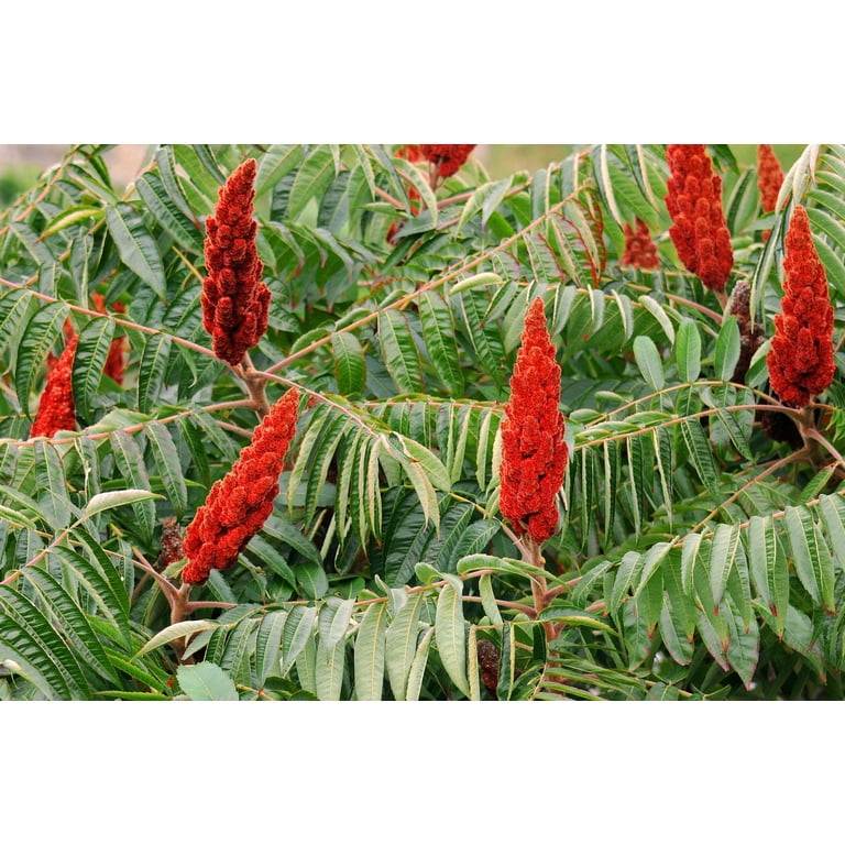 50 STAGHORN SUMAC TREE Rhus Typhina Yellow Flowers Red Berries Seeds -  Walmart.com