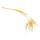 thumbnail image 1 of 4pcs Artificial Rice & Wheat Ears Bunches Faux Grass Centerpieces Home Wedding Office Rustic Decorative Dry Bouquet, 1 of 4