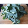 thumbnail image 5 of Earthcare Seeds - Collard Greens Georgia Southern 1000 Seeds (Brassica Oleracea) Heirloom - Open Pollinated., 5 of 5