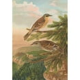 thumbnail image 2 of Johann Friedrich Naumann 18x24 Gold Ornate Framed and Double Matted Museum Art Print Titled - Accentor Modularis, Accentor Montanellus, 2 of 4
