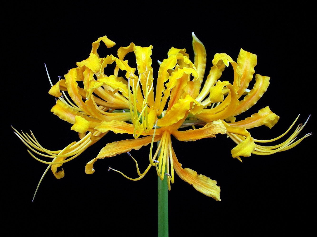 Golden Spider Lily Bulb Lycoris aurea Surprise Lily 10/12 cm