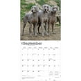 thumbnail image 4 of Weimaraners | 2026 12x24" (Hanging) Wall Calendar | Plastic-Free | BrownTrout, 4 of 9